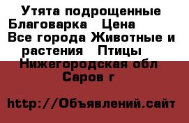 Утята подрощенные Благоварка › Цена ­ 100 - Все города Животные и растения » Птицы   . Нижегородская обл.,Саров г.